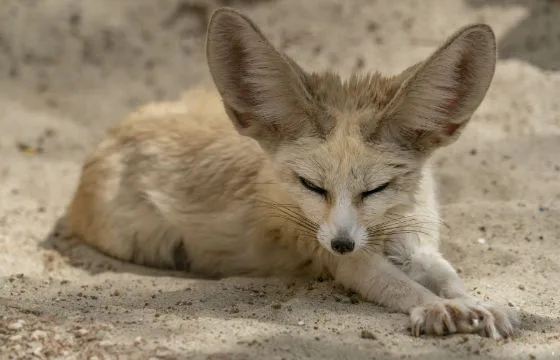 60d158efb43b92307edcdb80 inset fennec