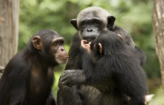 60d1ea605e361437088bc790 inset three chimps