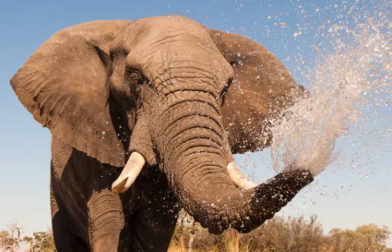 6127b513cc412556c59e5285 inset elephant water