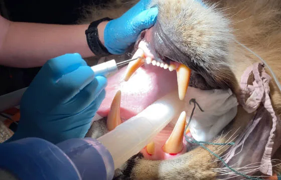 6180b28e479c4f3e3c222800 inset lion dental care