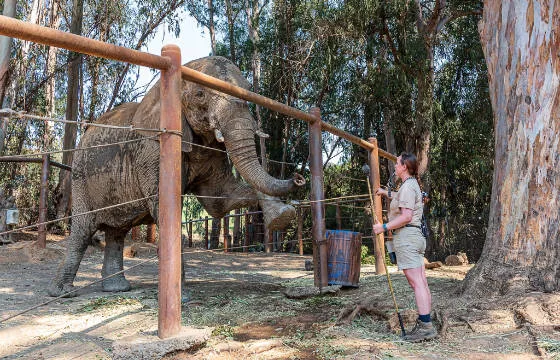 6180b7d631c52066e28d8825 inset elephant training
