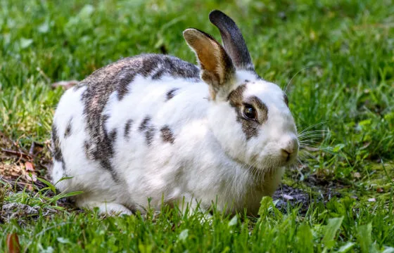 618abf9704ad211b6e4d4017 inset rabbit