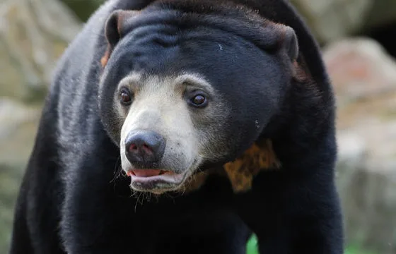 618c5b94aa99592e800401cd inset sun bear 2
