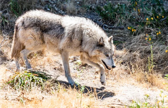 6192fa6a7a2b74e476401f8a inset wolf 1