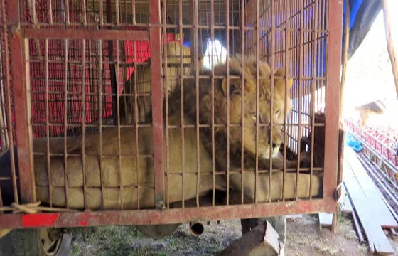 61a7bea9b05b98d9b0cda0ea inset caged lion 2