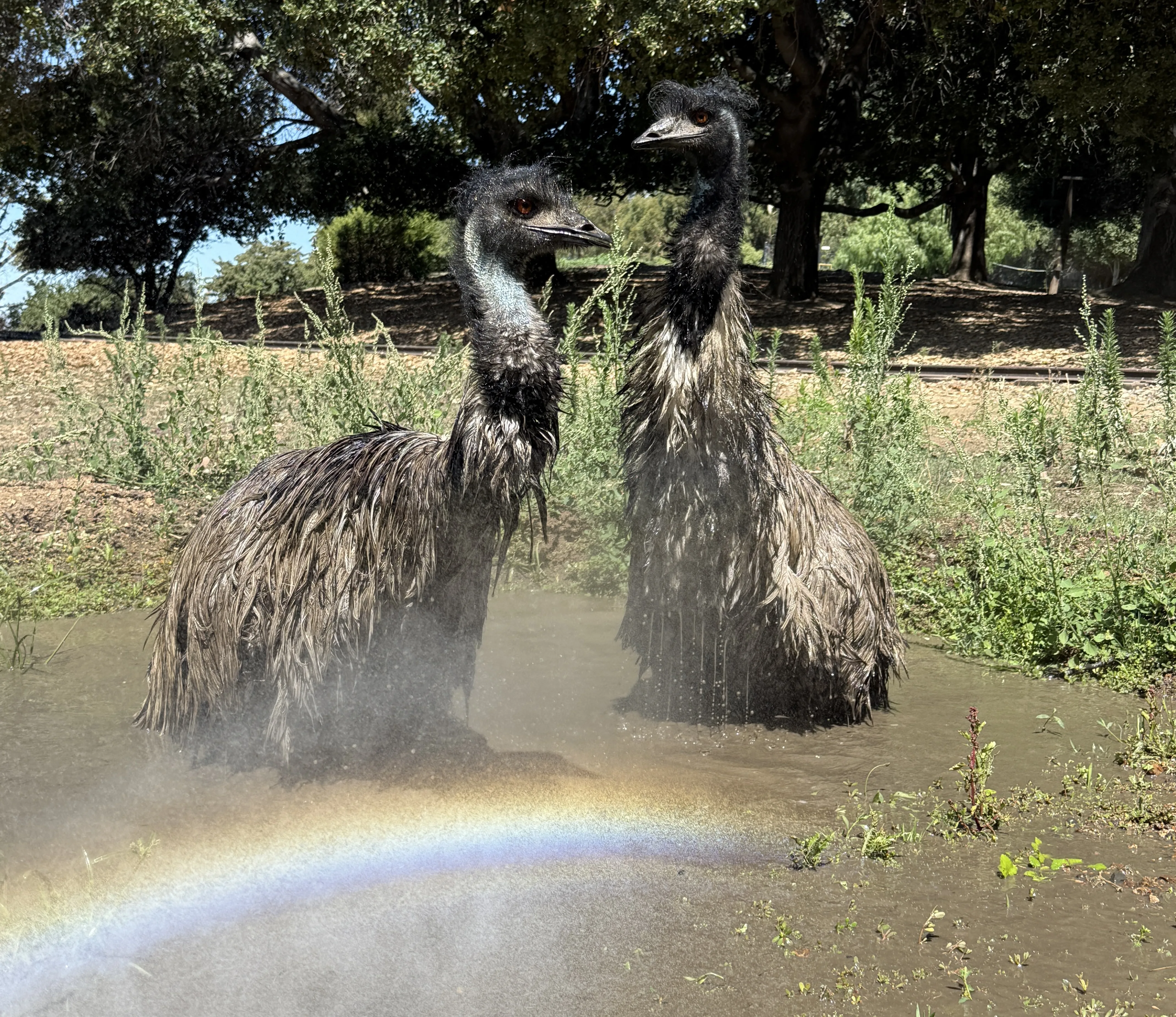 Angus and Henrietta mudwallow Marisa SEPT 2025 copy