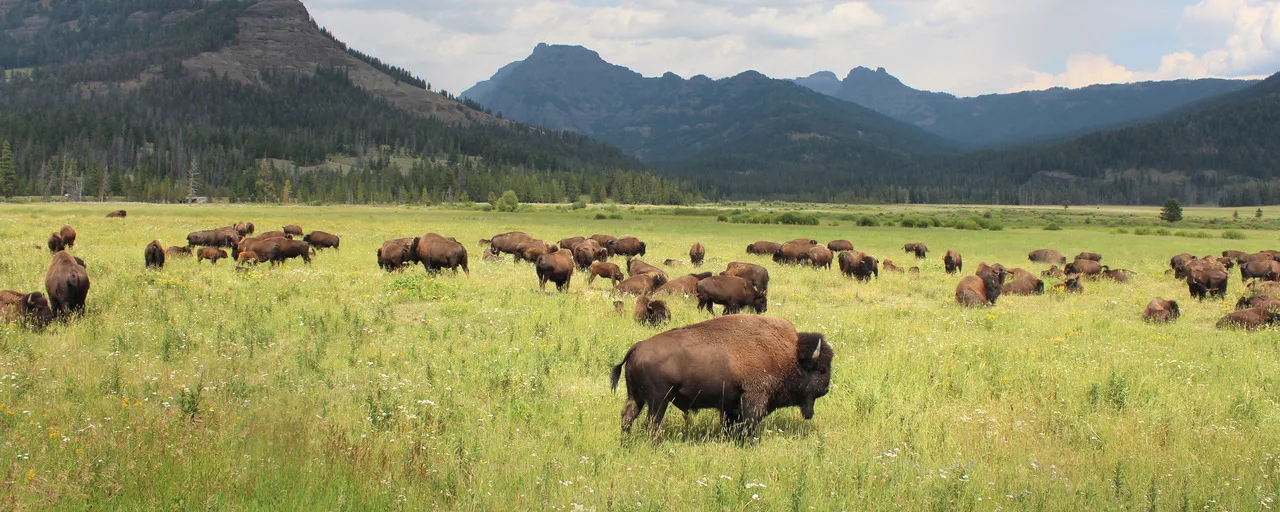 Bison herd AdobeStock 69766469