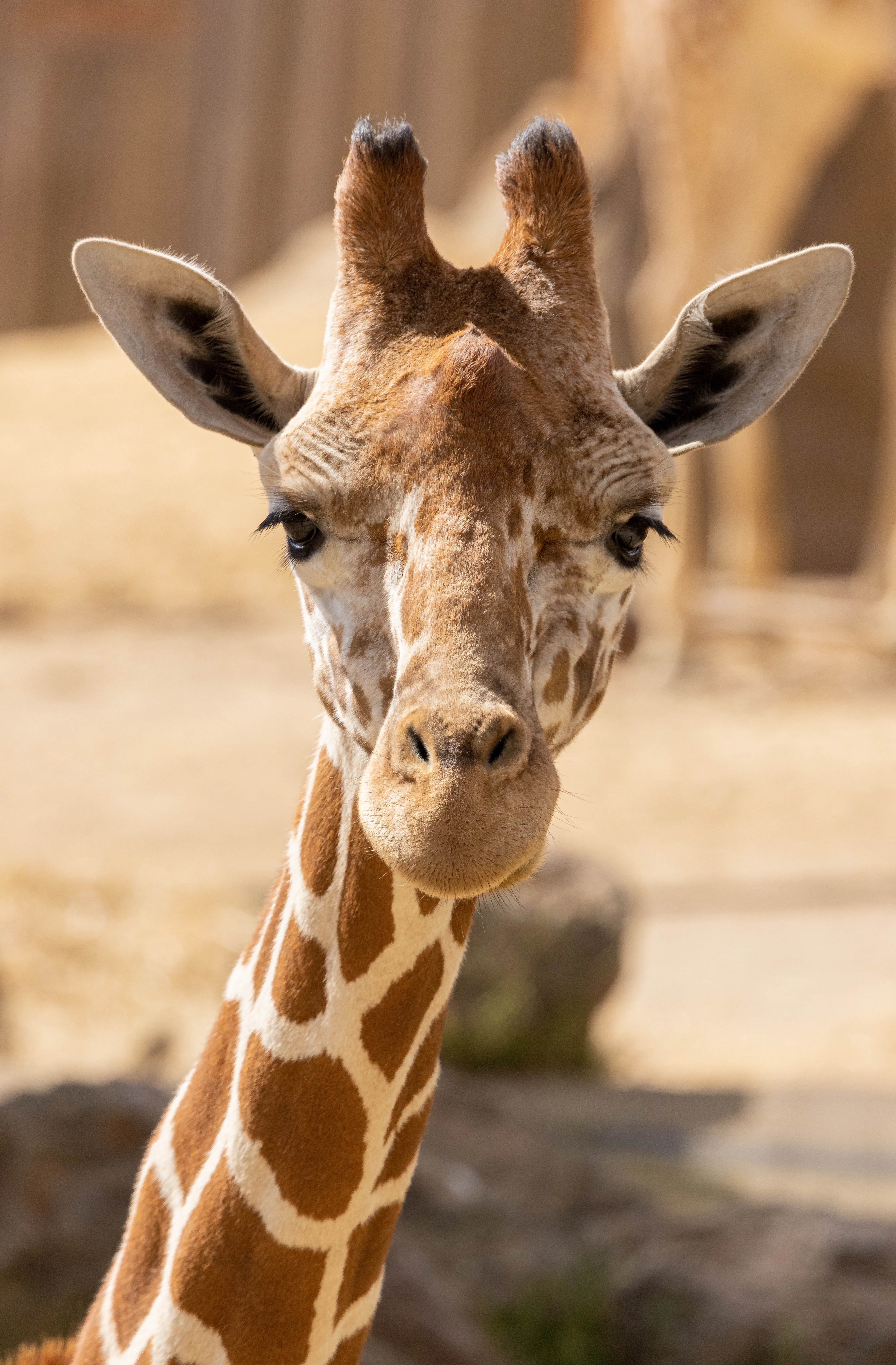 Giraffe stareDarrell Lavin