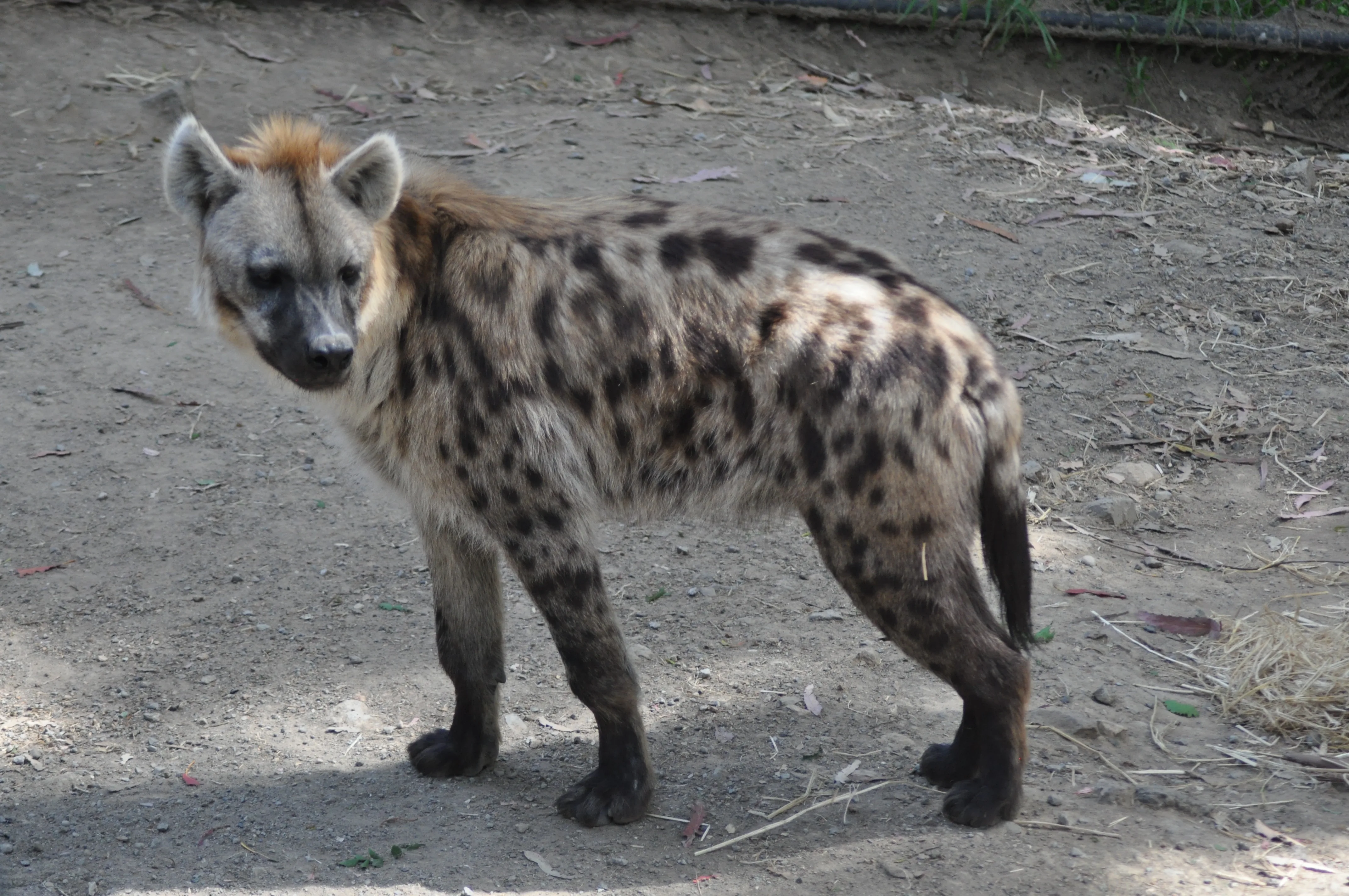 Spotted Hyena | Oakland Zoo