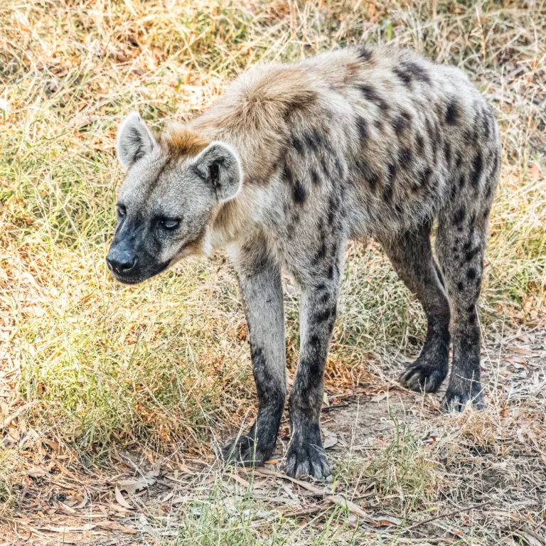 Harley hyena Steven Gotz 6