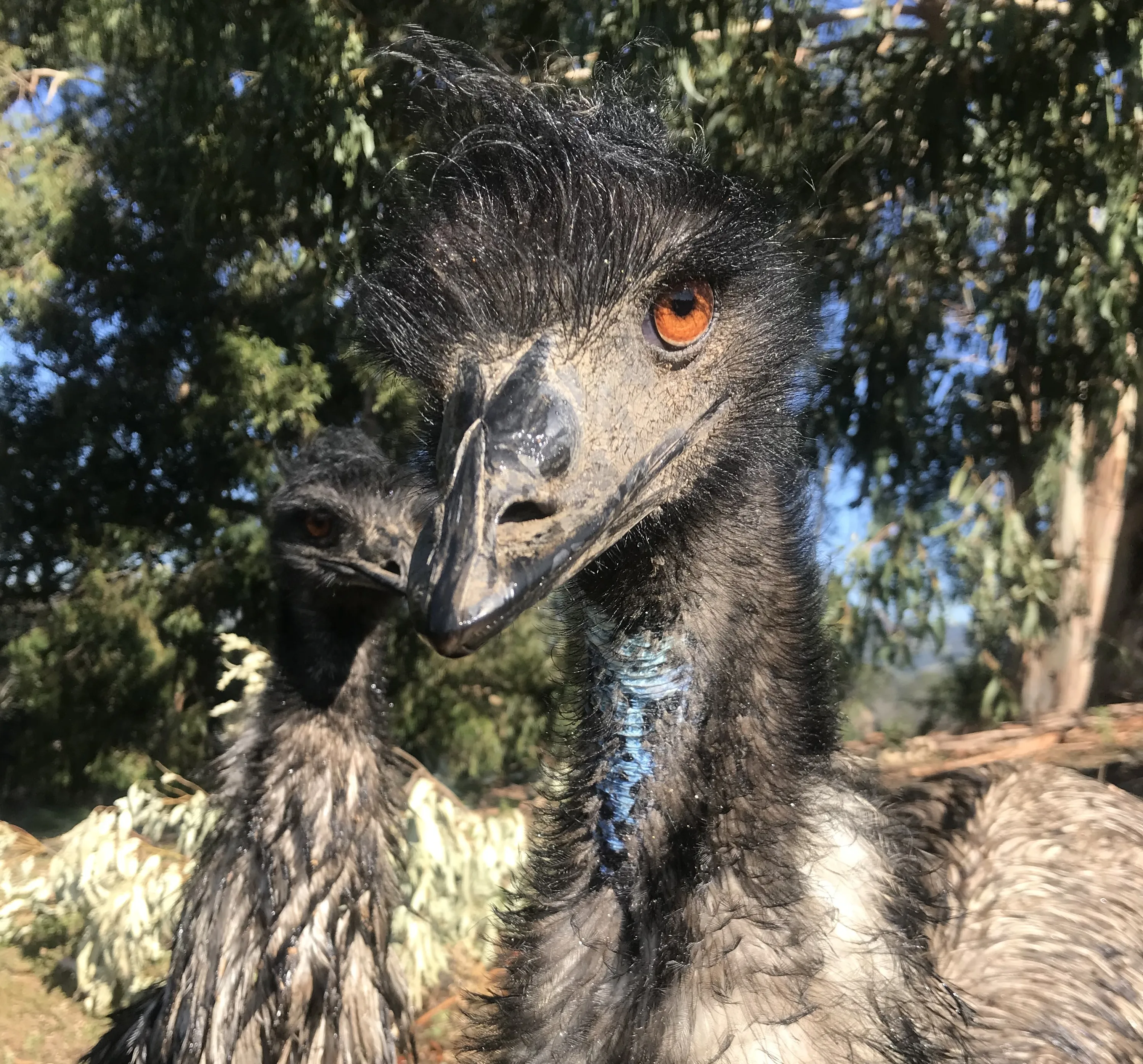 Henrietta front and Angus Emu Rachel FEB 2022 copy