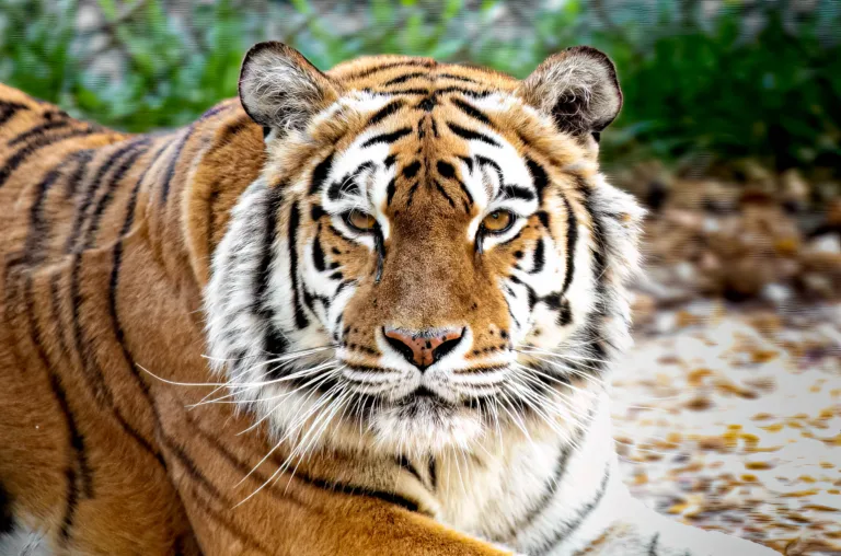 Mia Tiger copy 2