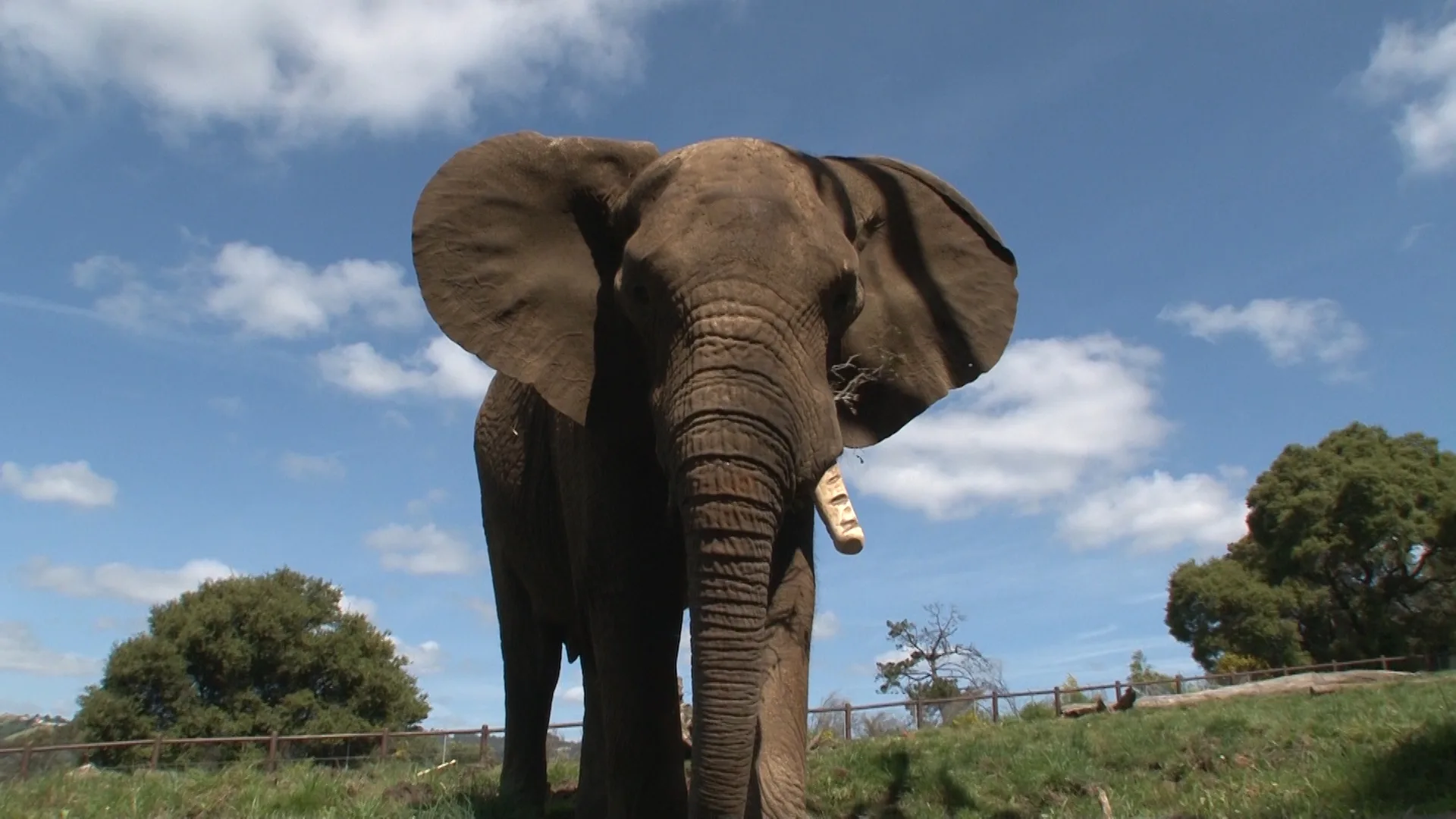 Osh elephant Oakland Zoo copy 2