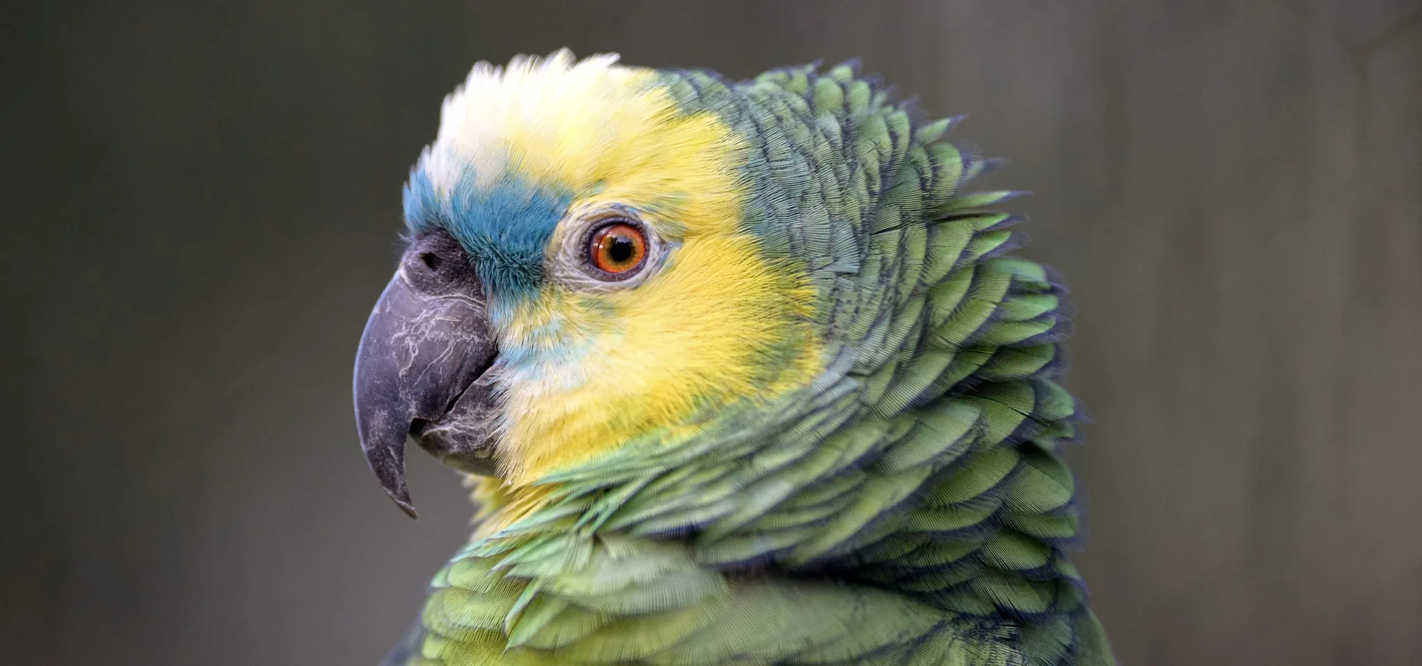 Parrot 1 Gotz copy