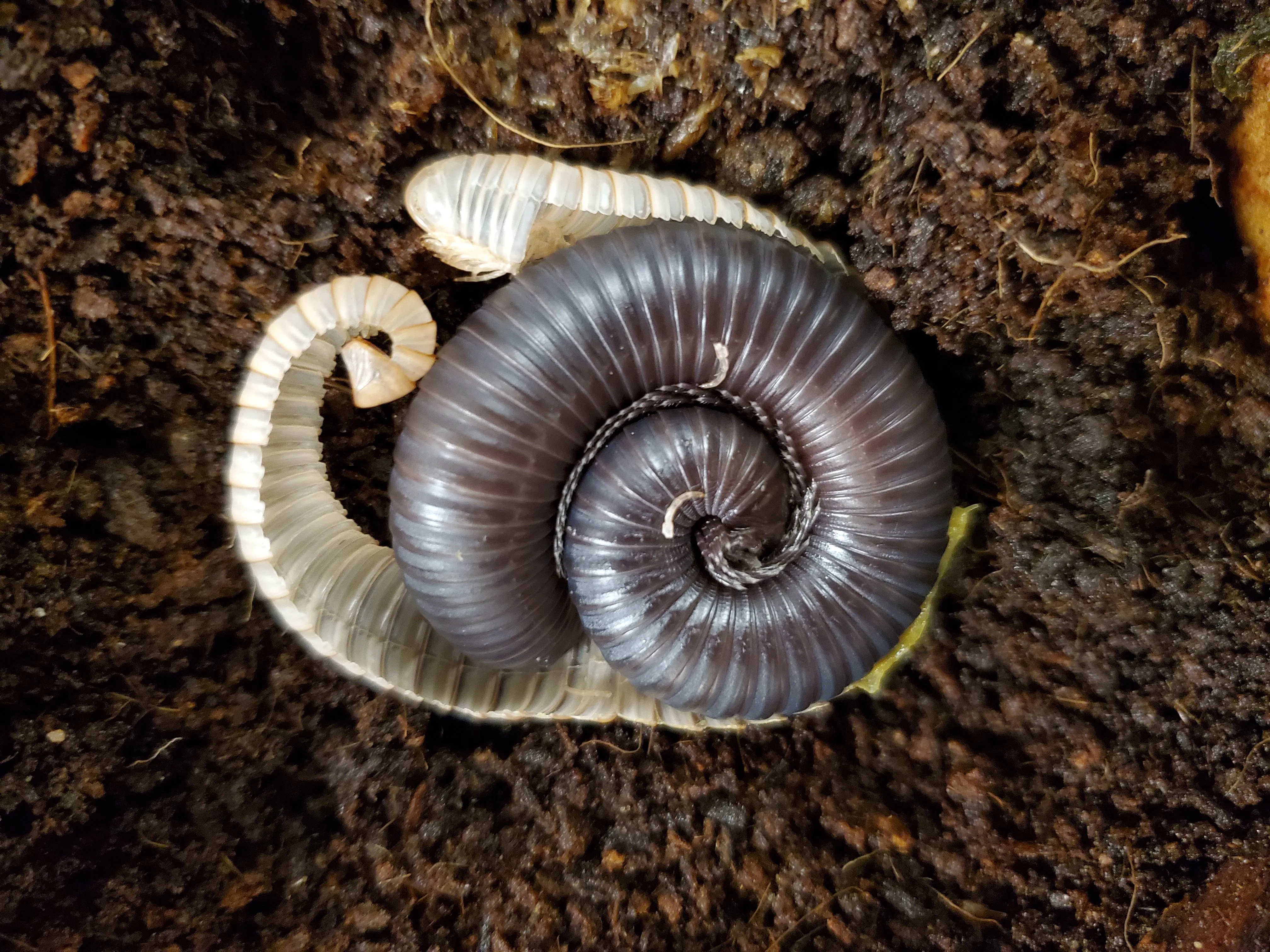10 31 19 Millipede moulting 1 1