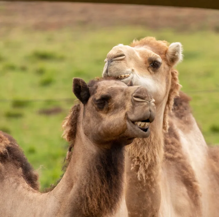 2 camels Oakland Zoo 1