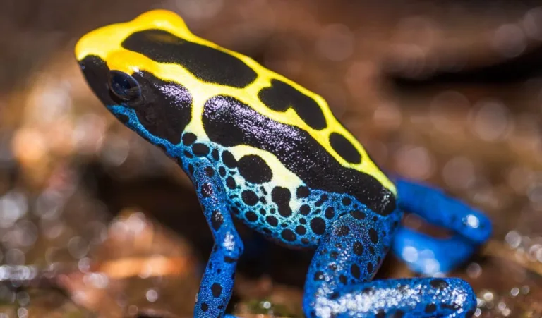5ba68a66e33cb6df381b8909 poison dart frog 1 p 2000 1