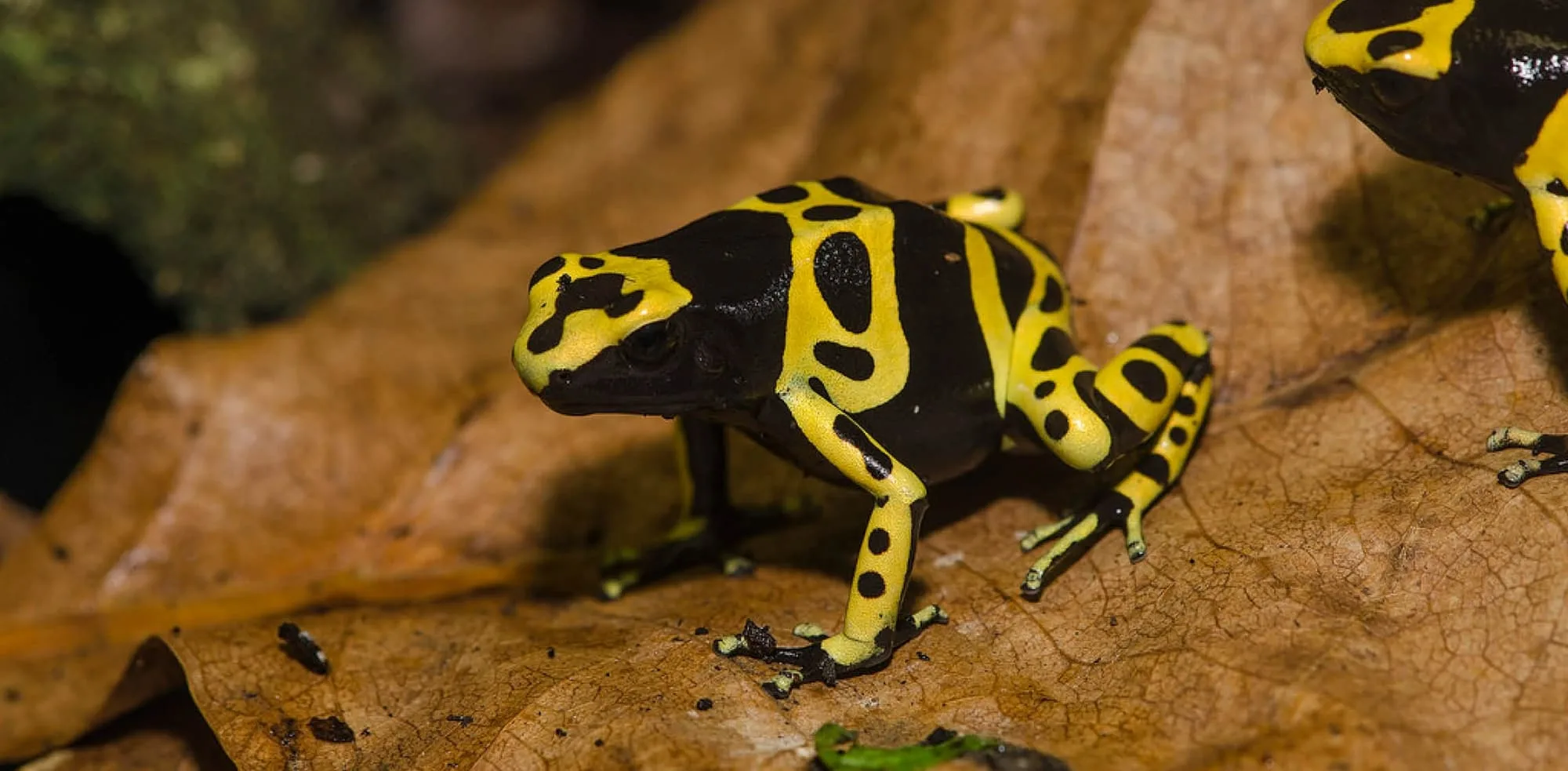 5ba68a6bb828fc2c8f5246de poison dart frog 2 p 2000