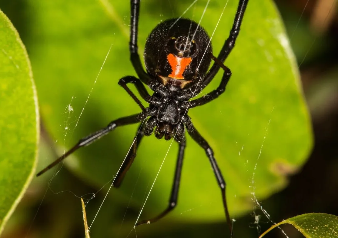 Western Black Widow | Oakland Zoo