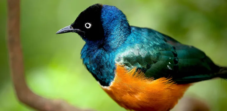 5ba69070b828fcf9bb524a04 superb starling 1 p 2000