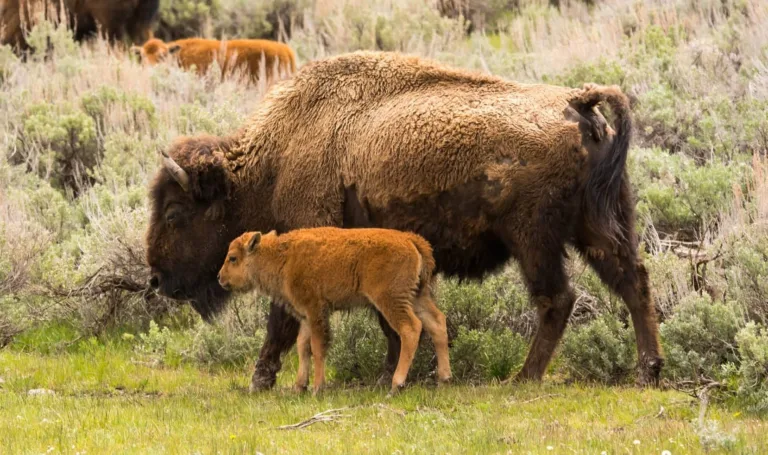 5ba691d8c325b6d5fb345fdf american bison 2 p 2000 1