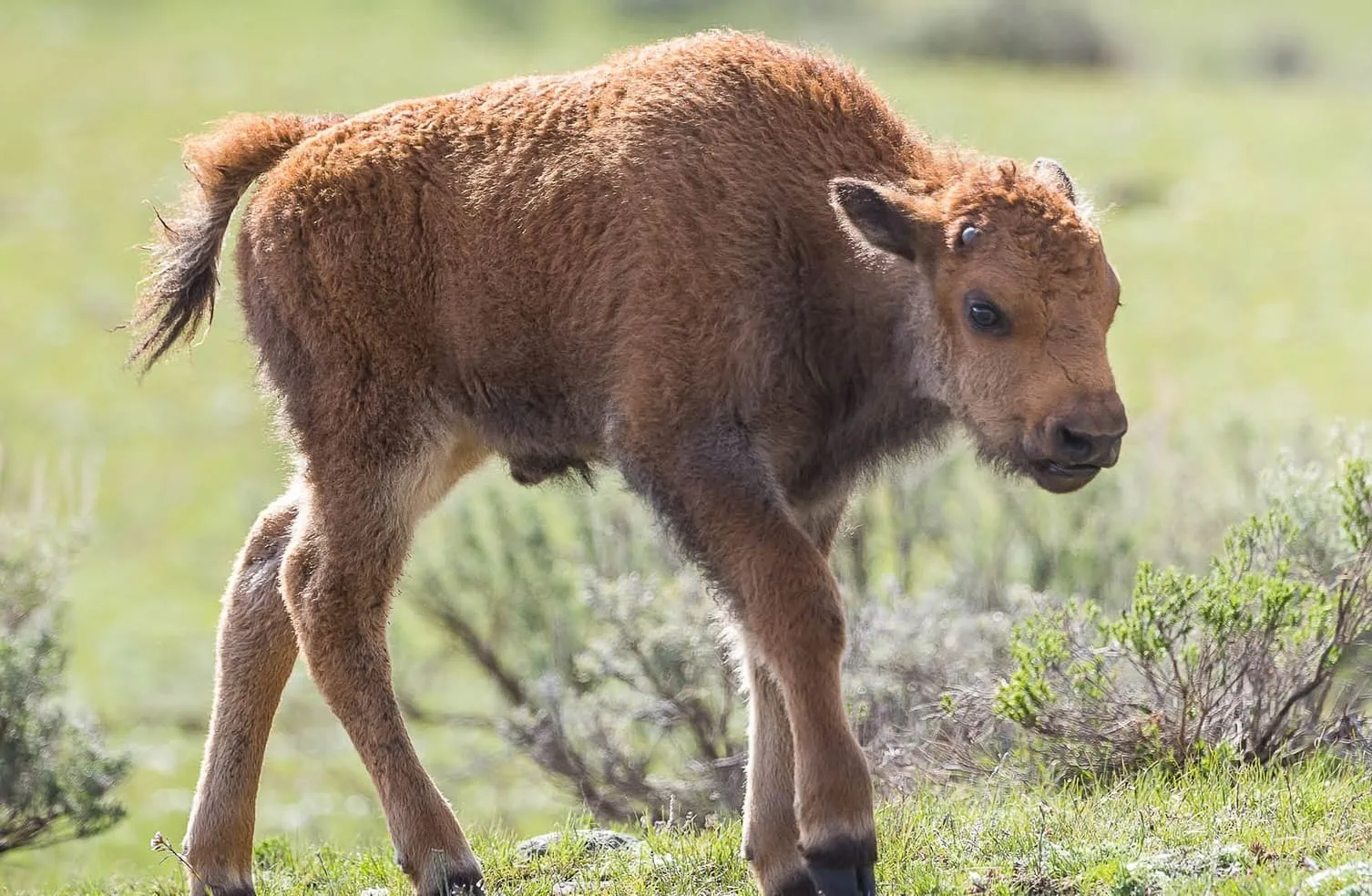 5ba691e59ad7877cca1e75cb american bison 4 p 2000 1