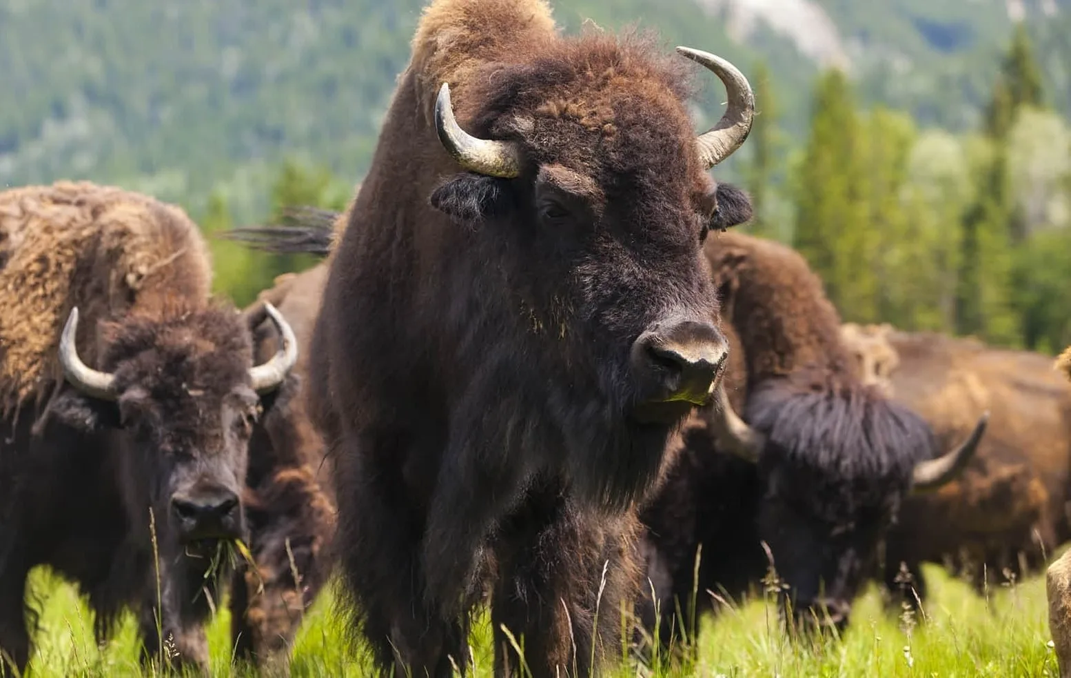 5ba691eb9ad78782a61e75cd american bison 5 p 2000