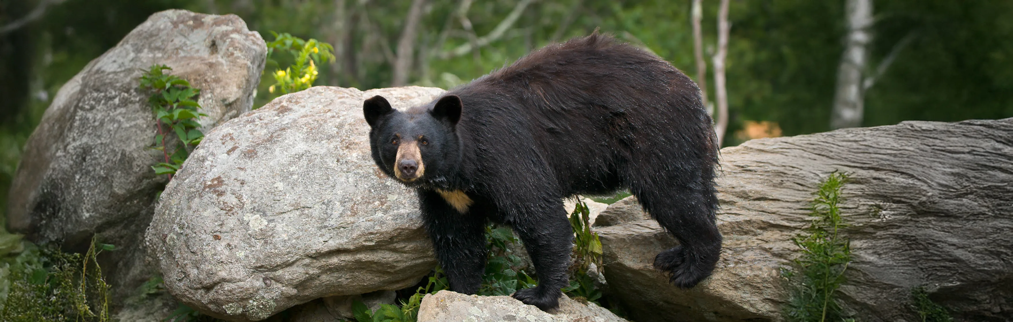 5ba69201fb278d2bc574606e american black bear 1 3500