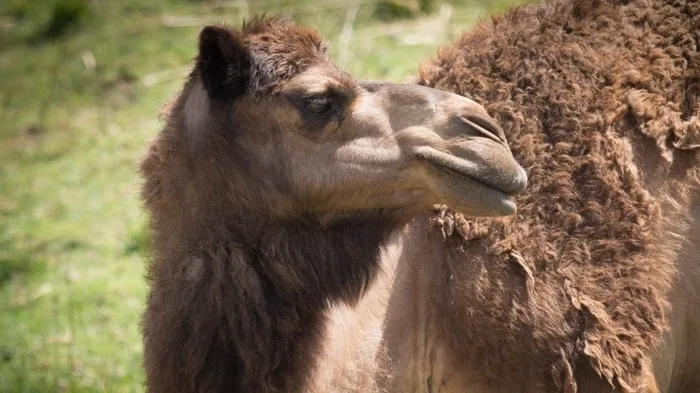 5ba692415ced0c28dae54c25 camel 2 p 800 1