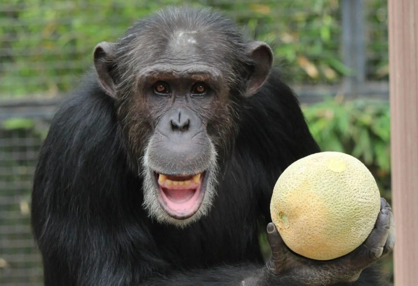 5ba69263f49b775905f01094 chimpanzee 2 p 2000 1