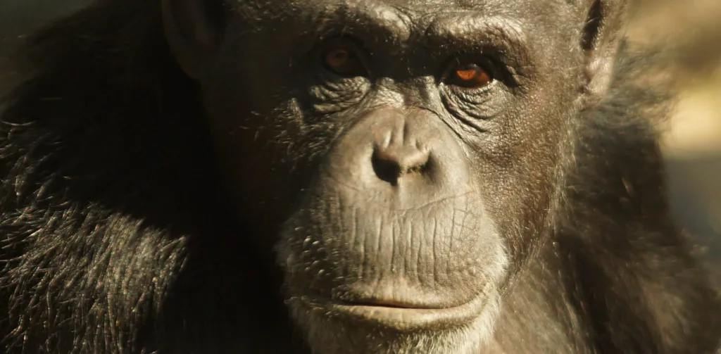 5ba692665ced0c59dfe54c34 chimpanzee 3 p 2000