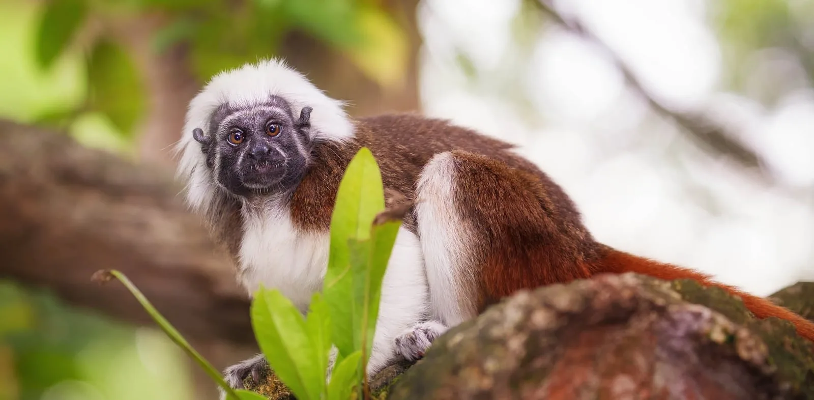 5ba692b4fb278dbf7a7460f6 cotton top tamarin 1 p 1600