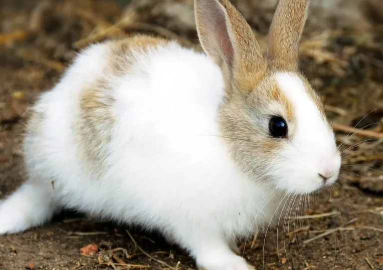 5ba69313c325b68165346029 domestic rabbit 1 p 1600