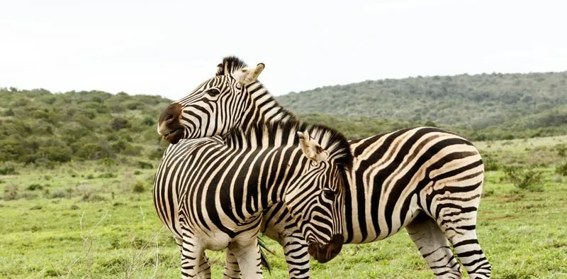 5ba69351fb278d686674613e grants zebra 1 p 800