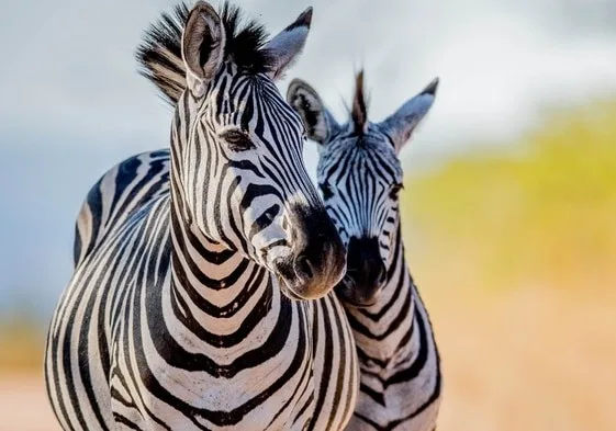 5ba693555ced0cc879e54d7a grants zebra 2 p 800 1