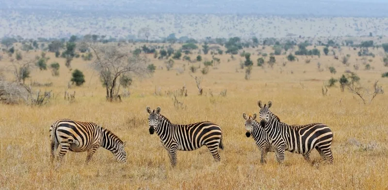 5ba6935e2756cb71abd26a54 grants zebra 4 p 800