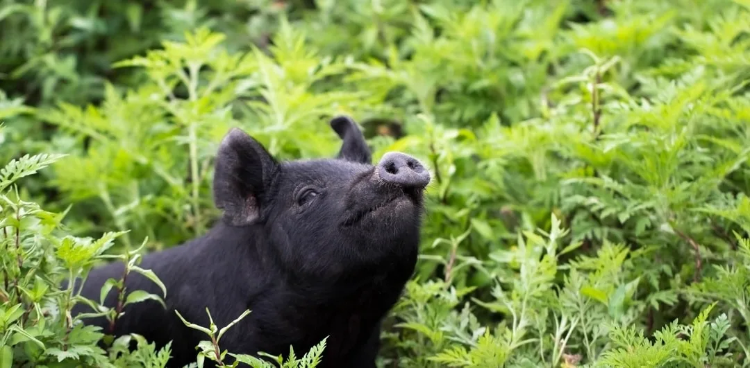 5ba693e8fb278df5137461ed guinea forest hog 1 p 1080