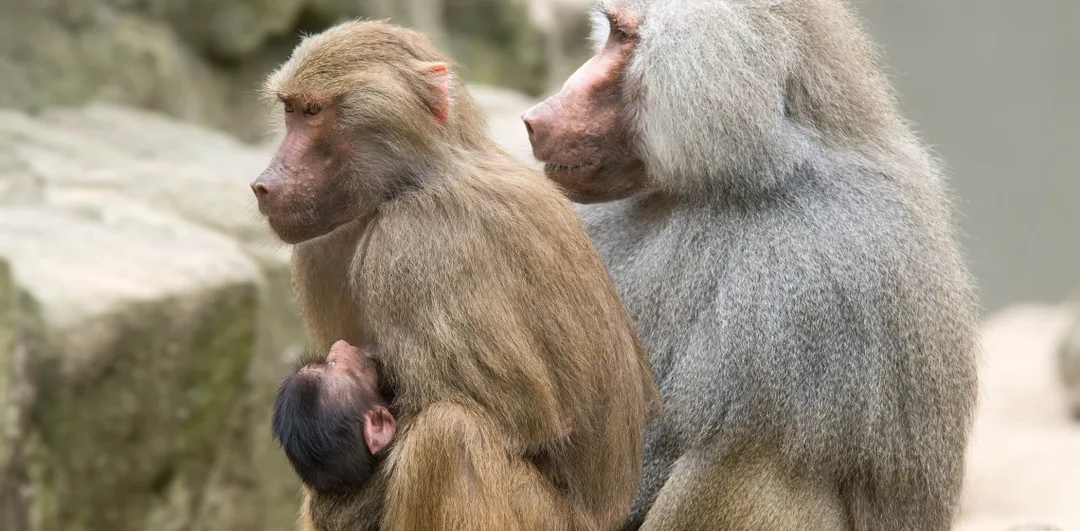 5ba694d8fb278d14ff74622d hamadryas baboon 1 p 1080
