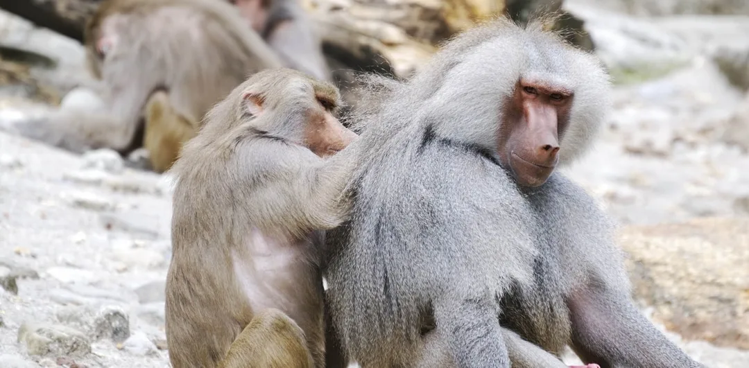 5ba694e7b828fc70ae524dc4 hamadryas baboon 4 p 1080
