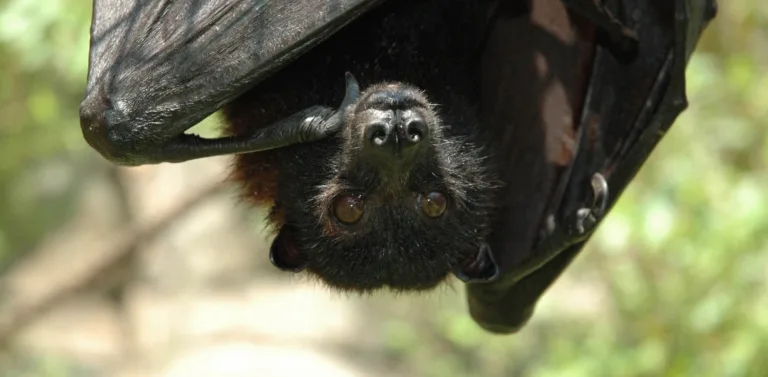 5ba69512b828fc8682524ddc island flying fox 1 p 1600