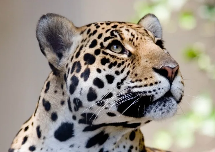 5ba69524b828fcd3eb524ddf jaguar 1 p 1080 2