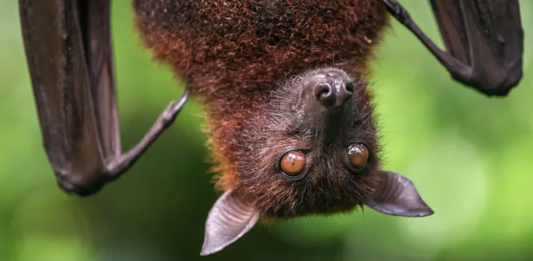 5ba695379ad787c9091e784f malayan flying fox 1 p 2000