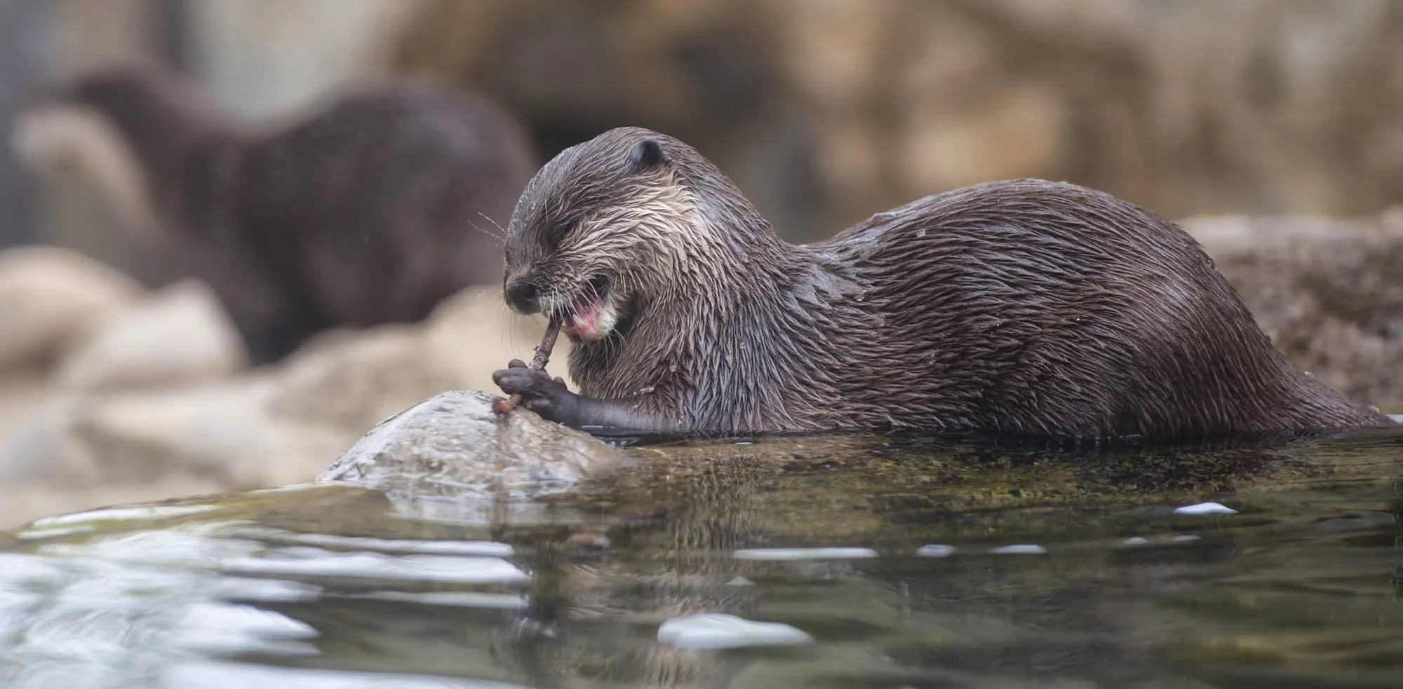 5ba69590c325b610a1346172 north american river otters 1 p 2000