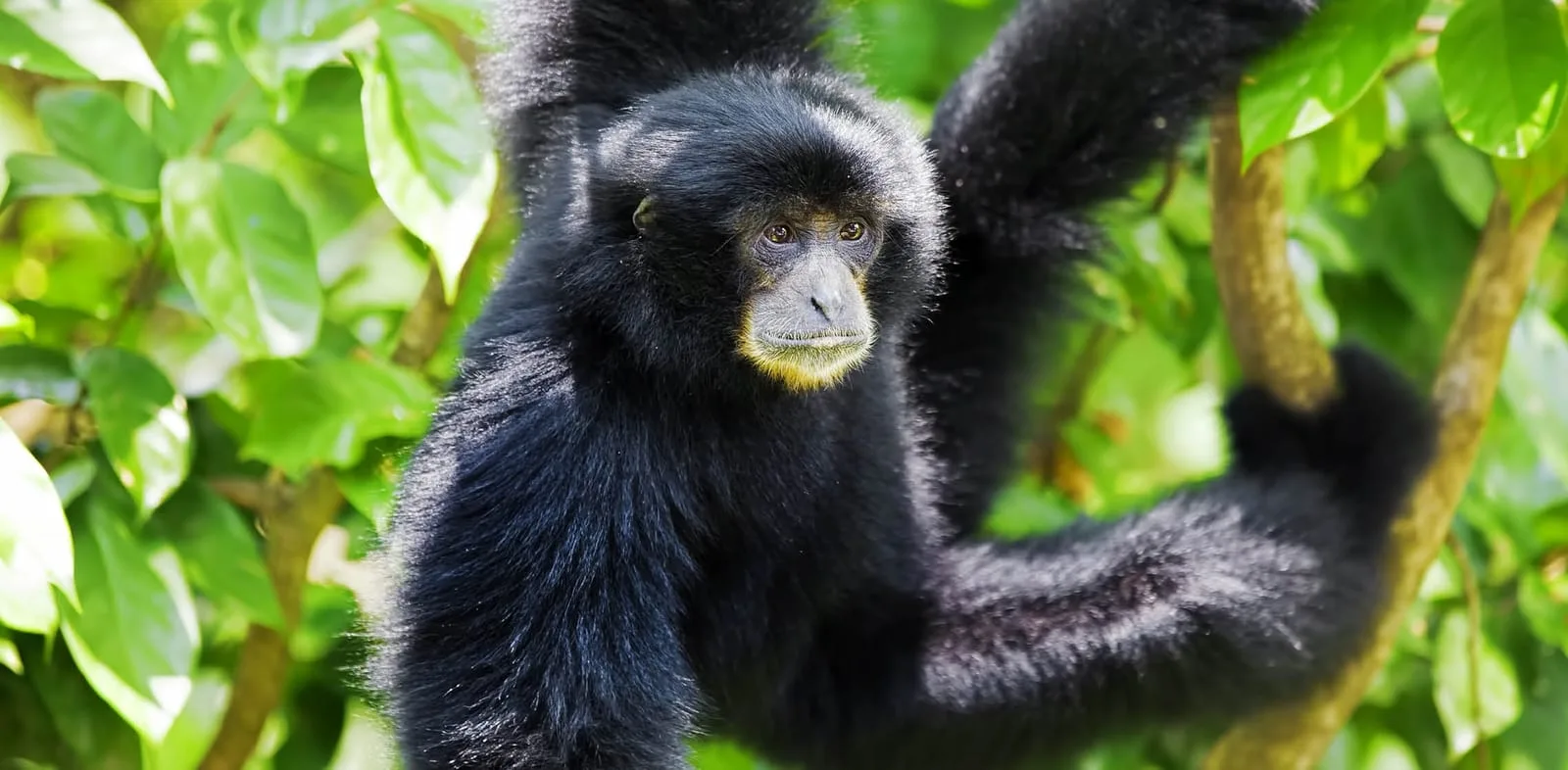 5ba696132756cbc14cd26beb siamang 1 p 1600