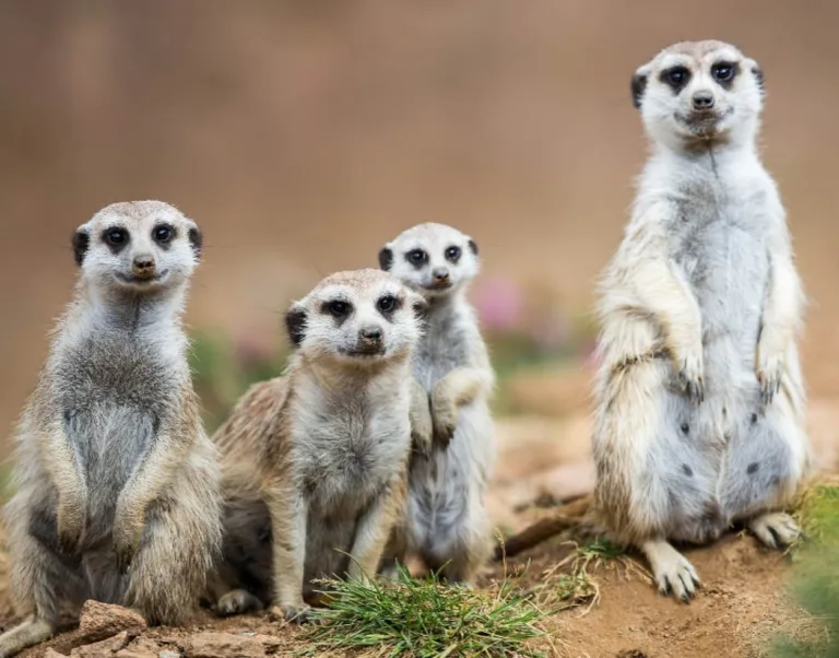 5ba6964db828fc004f524e1b slender tailed meerkat 5 p 2000