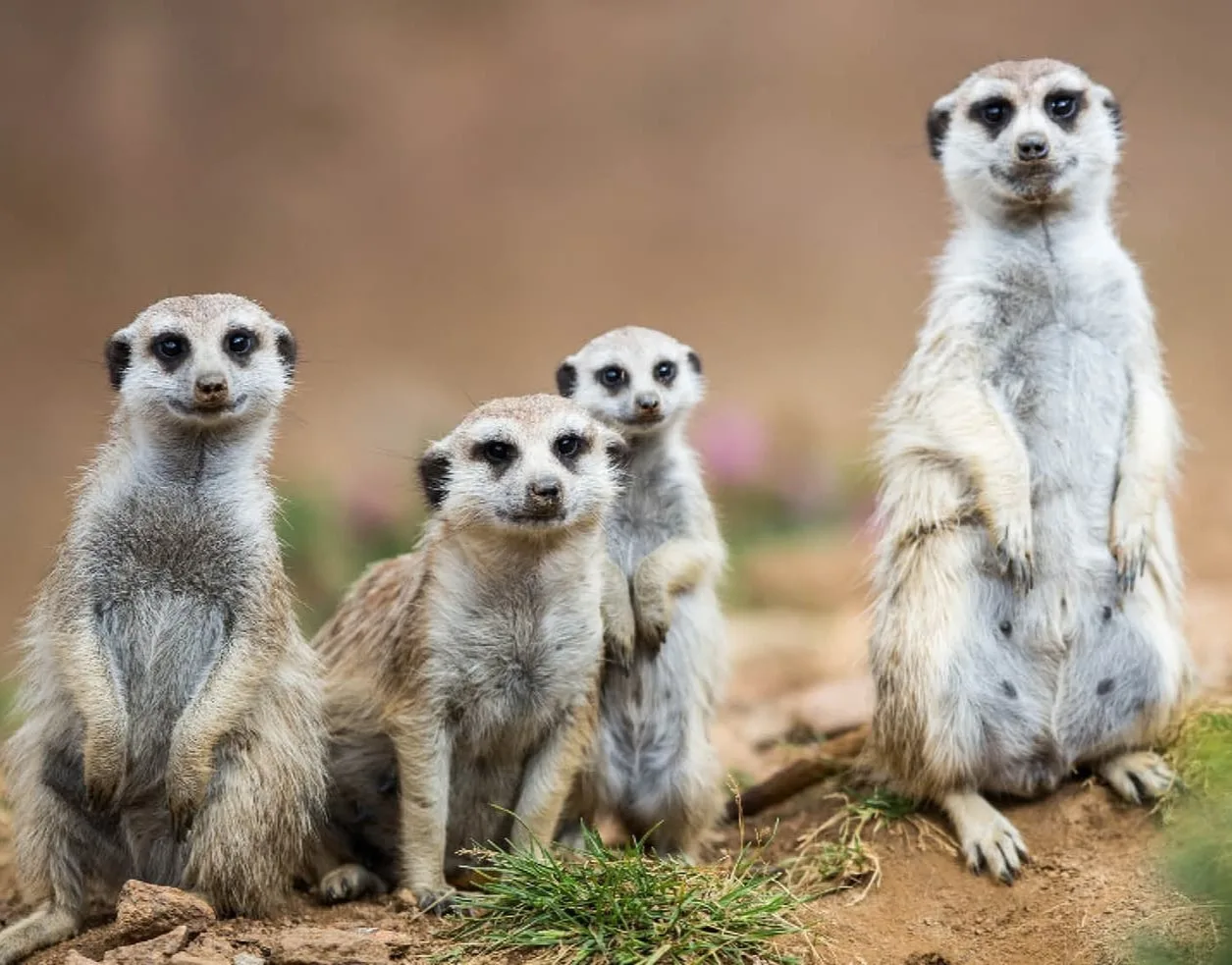 5ba6964db828fc004f524e1b slender tailed meerkat 5 p 2000