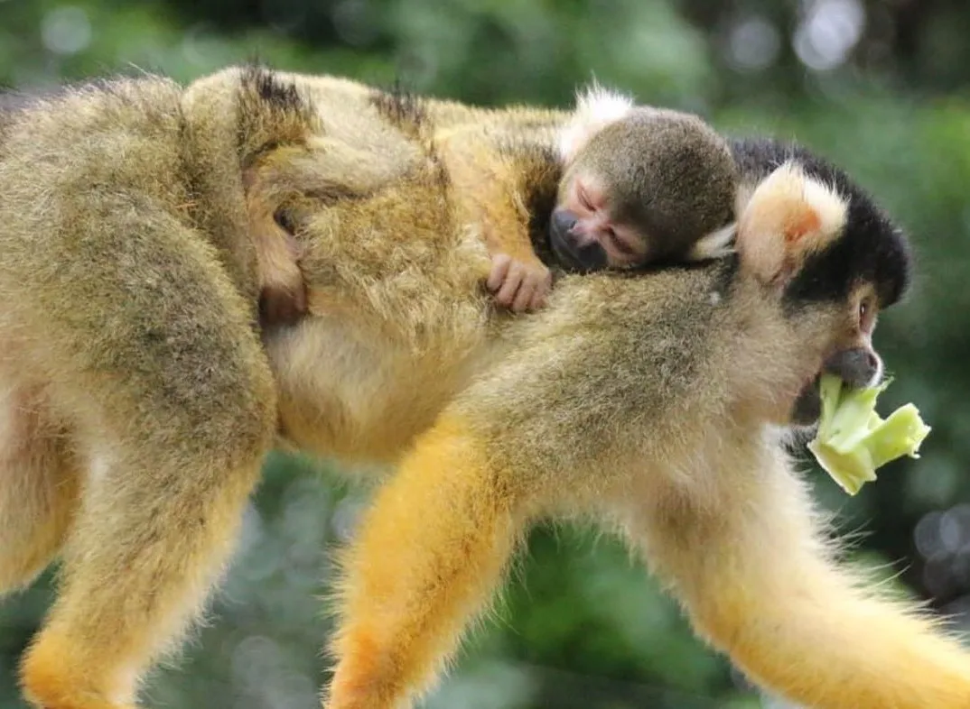 5ba696932756cb4d4dd26c0e squirrel monkey 1 p 1600 1