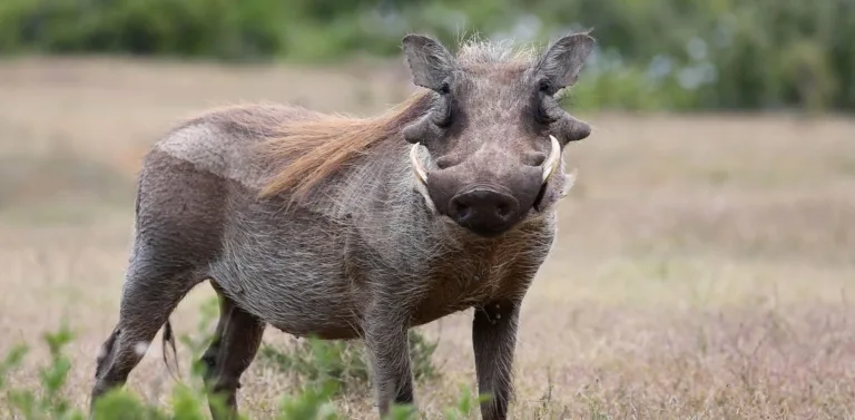 5ba6977fe33cb6c31f1b8e1f warthog 2 p 2000