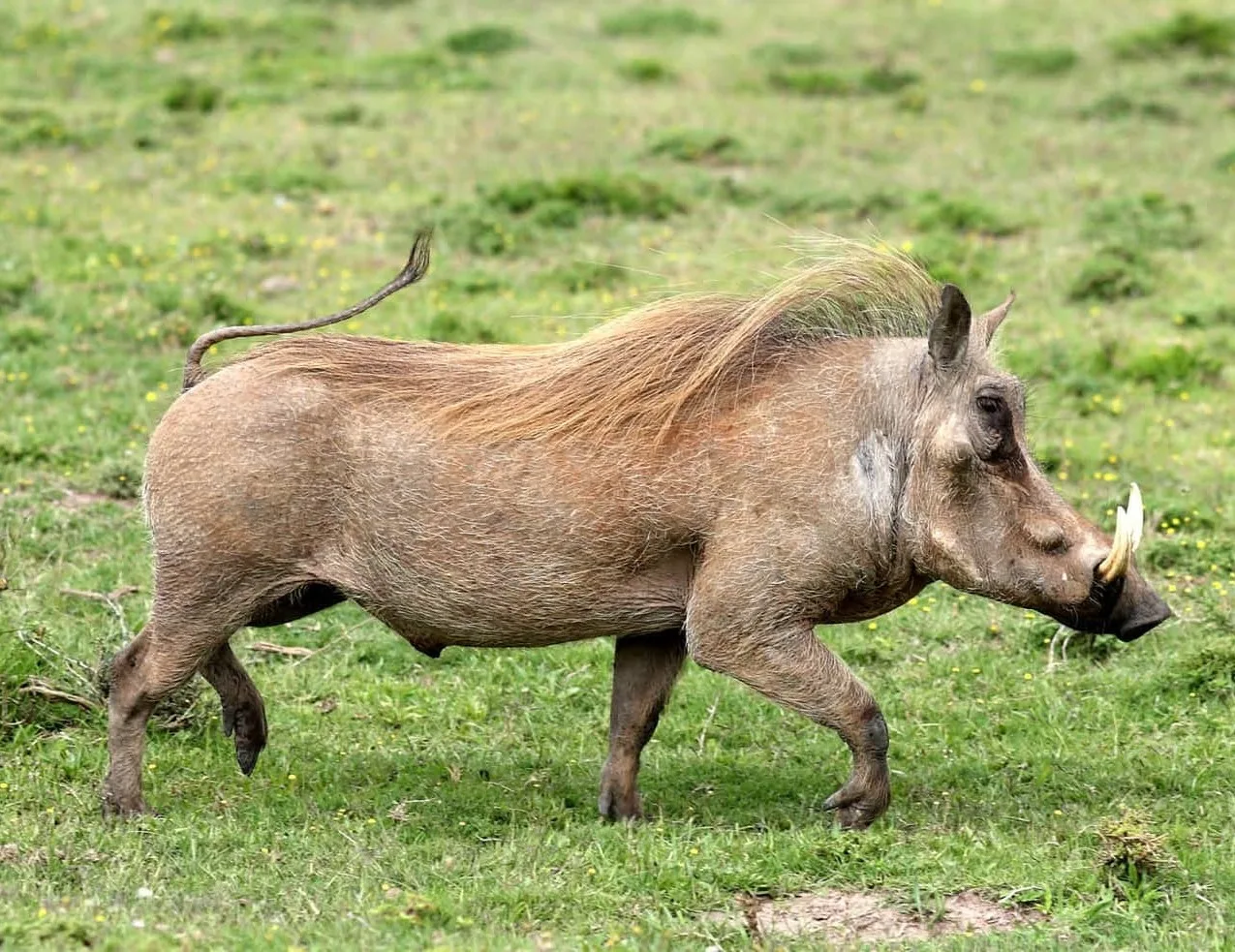 5ba69783fb278d559574638d warthog 3 p 2000