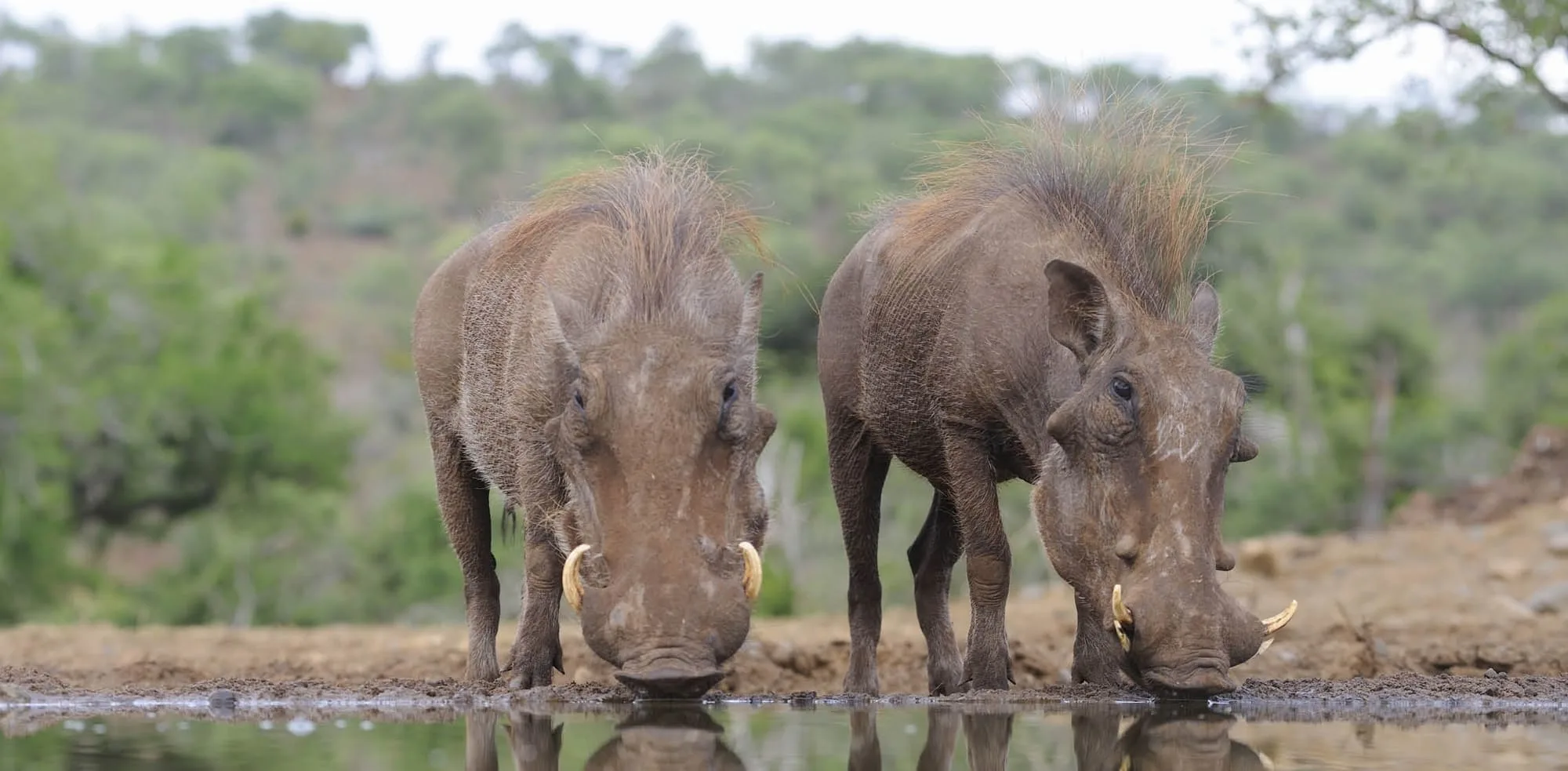 5ba697882756cbefaad26c51 warthog 4 p 2000